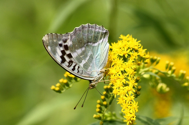 Farfalle e ambienti del parco del Ticino